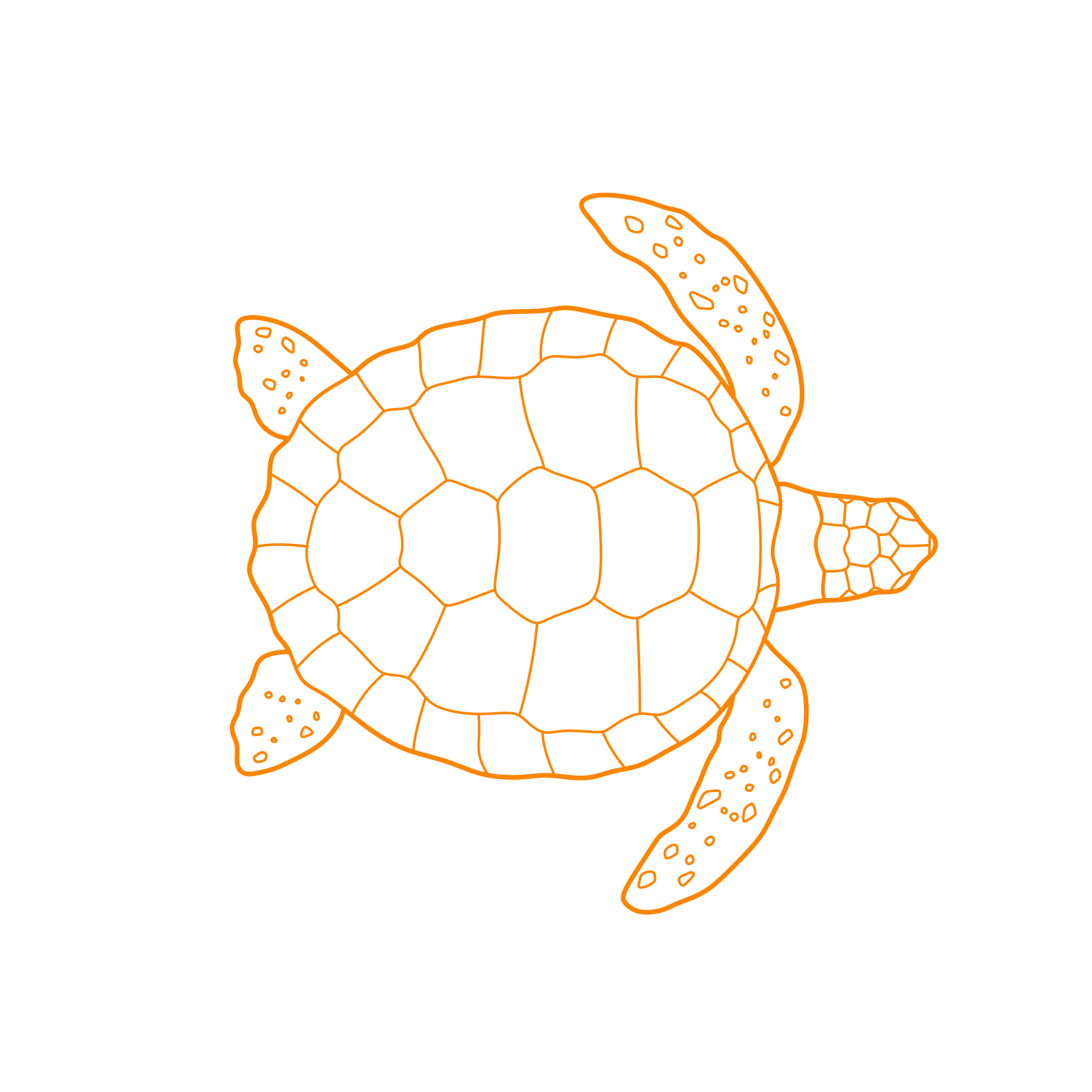 Animals Turtles Flatback Sea Turtle Line Tracing Svg Vector Free Vectors